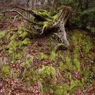 im Harz, Granetal