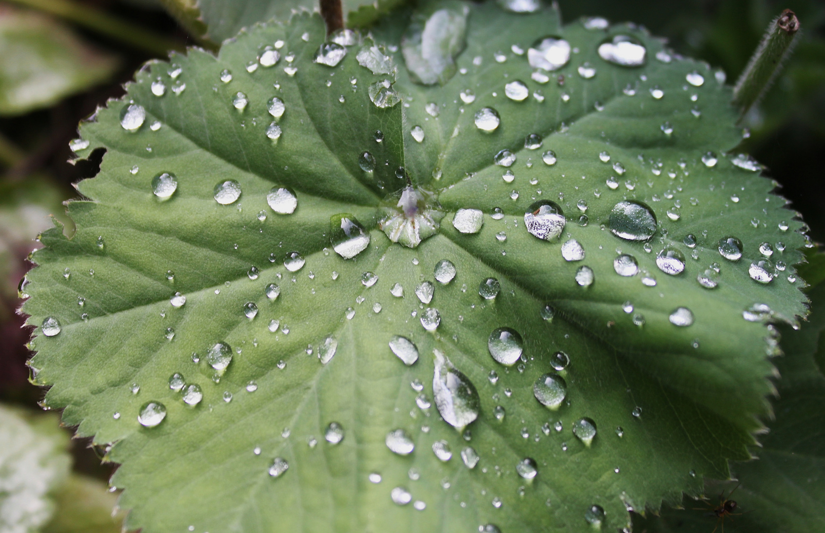 Im Harz nach dem Regen .....