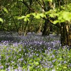 Im Hasenglöckchen-Wald