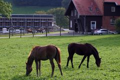 "Im Haupt- und Landesgestüt Marbach 2"