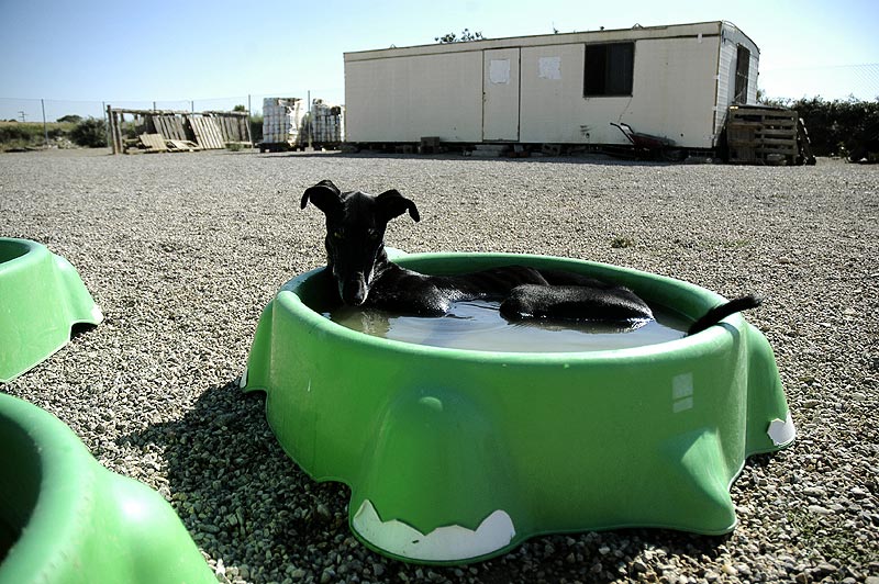 I´m having a bath ( también busca hogar...)