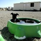 I´m having a bath ( también busca hogar...)