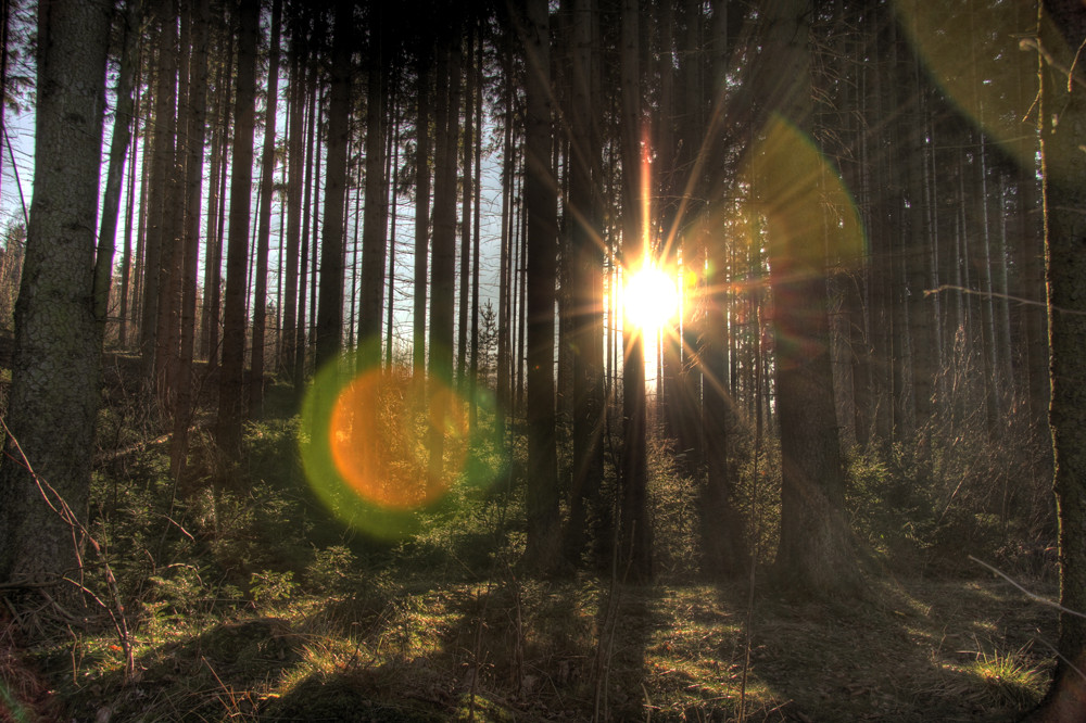 im HDR-Wald