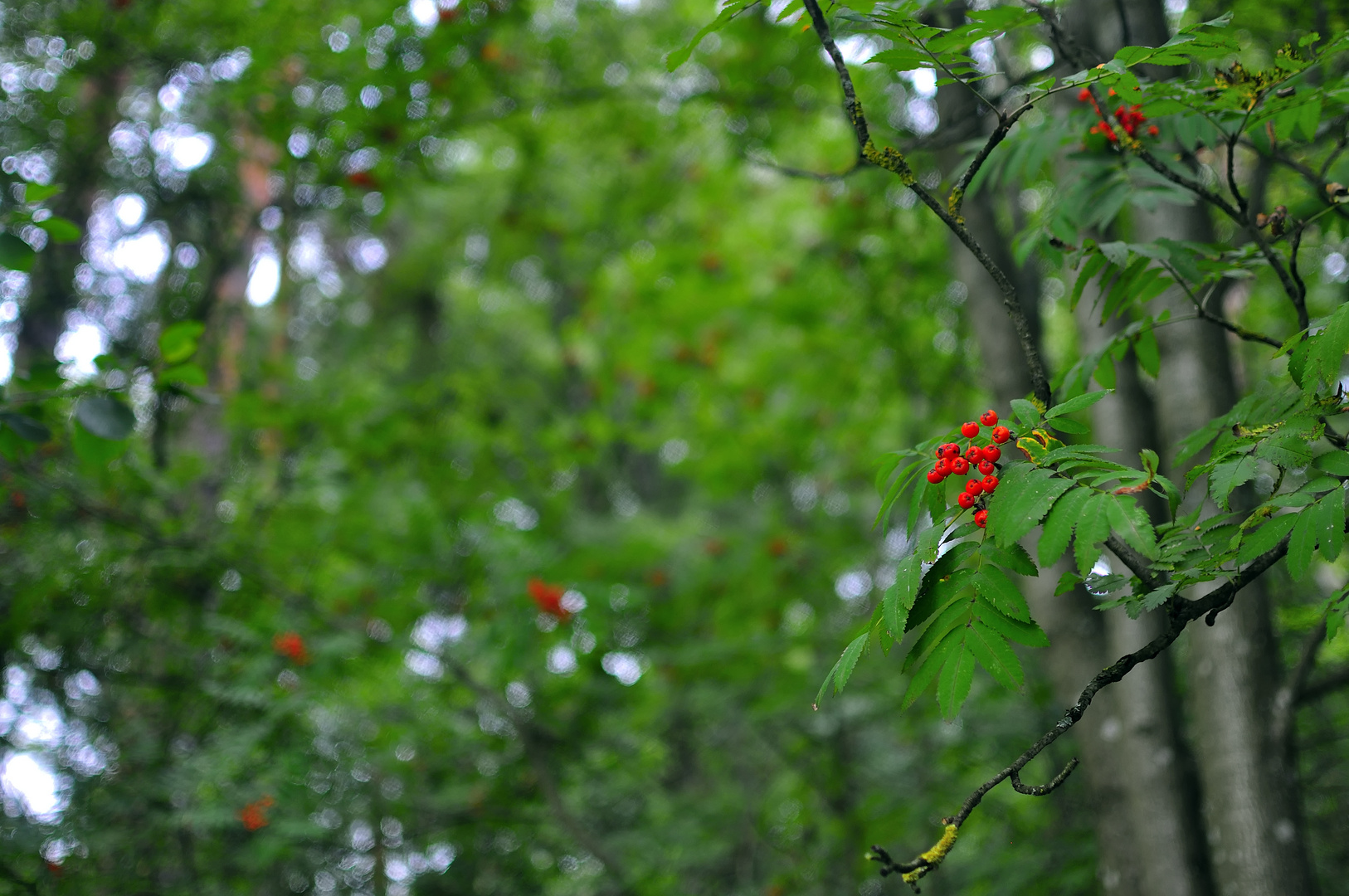 Im Heidelbeer-Kiefernwald