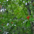 Im Heidelbeer-Kiefernwald