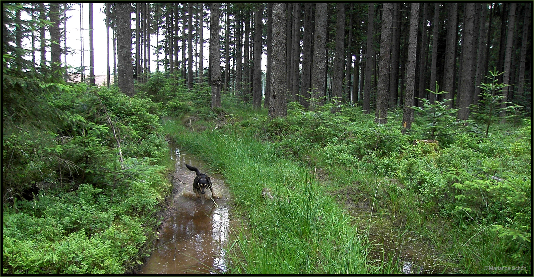 Im Heidelbeerwald...