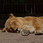 Im Heidelberger Zoo