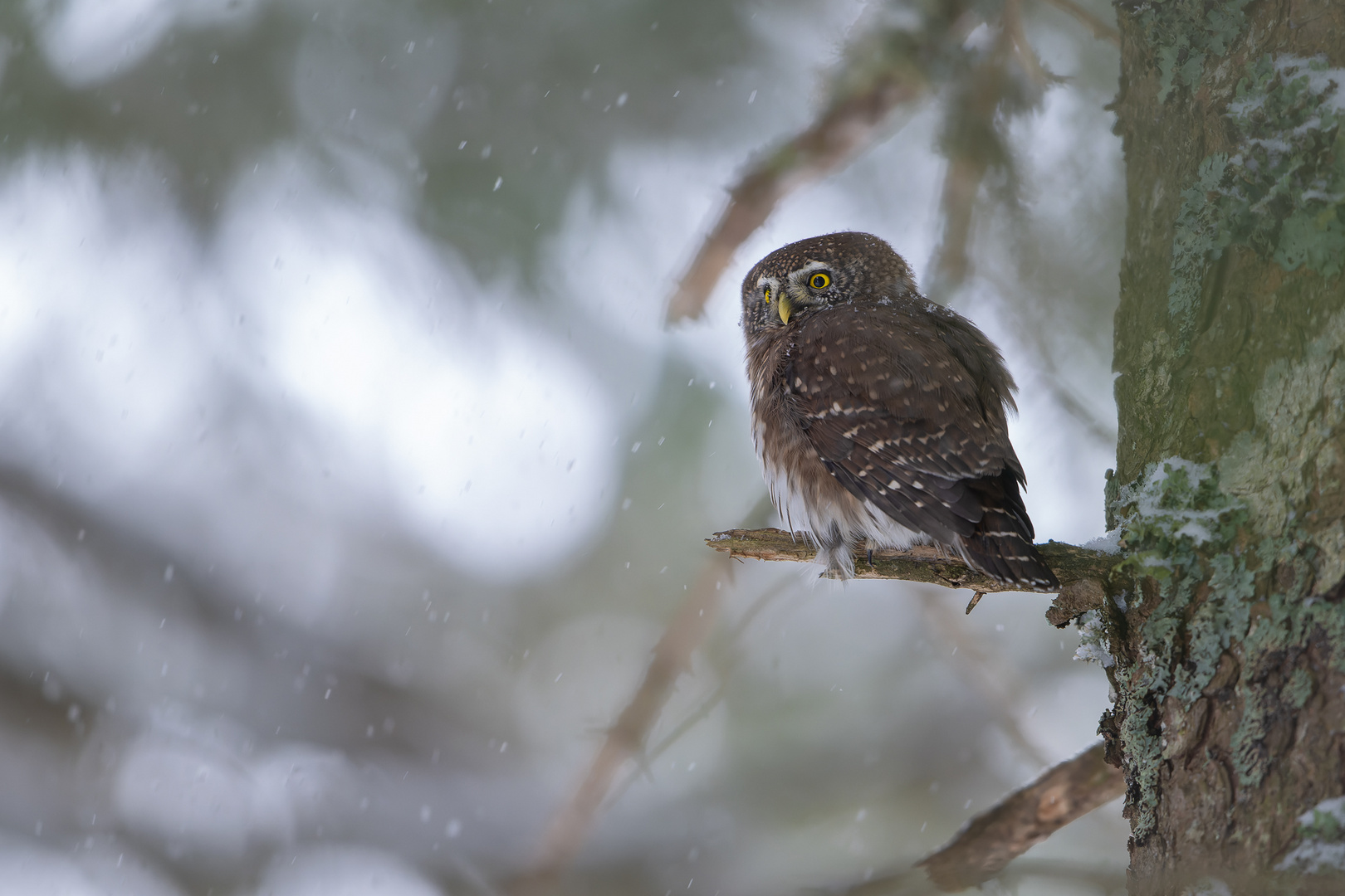 Im heimischen Bergwald...