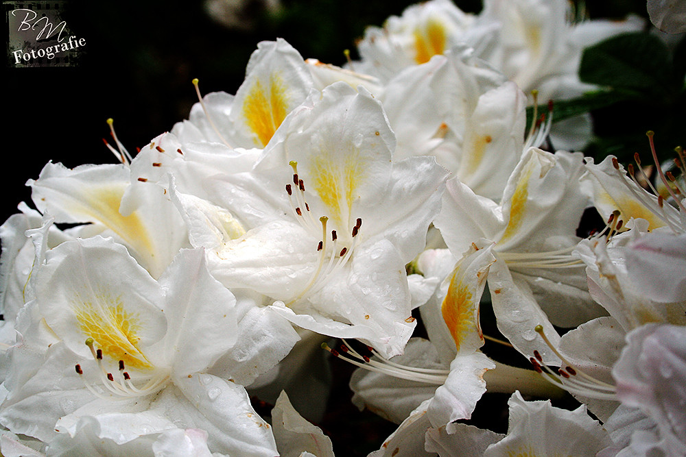 im heimischen Garten 2