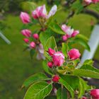  im heimischen Garten