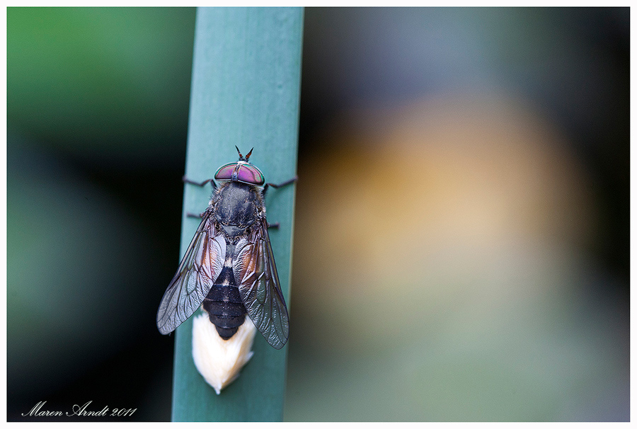 Im heimischen Garten