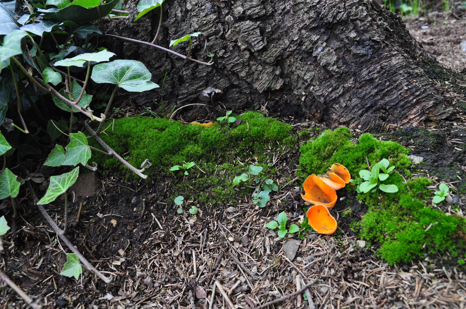 Im heimischen Garten, bei den alten Fichten