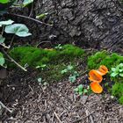 Im heimischen Garten, bei den alten Fichten