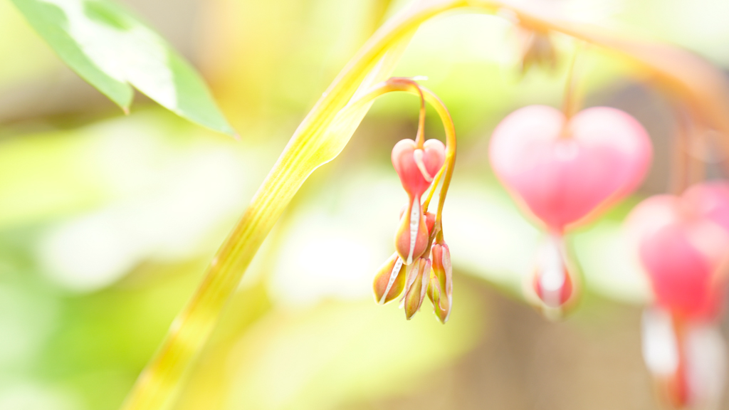 Im heimischen Garten