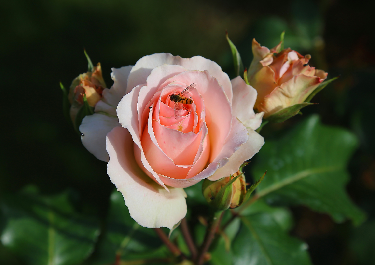 Im heimischen Garten