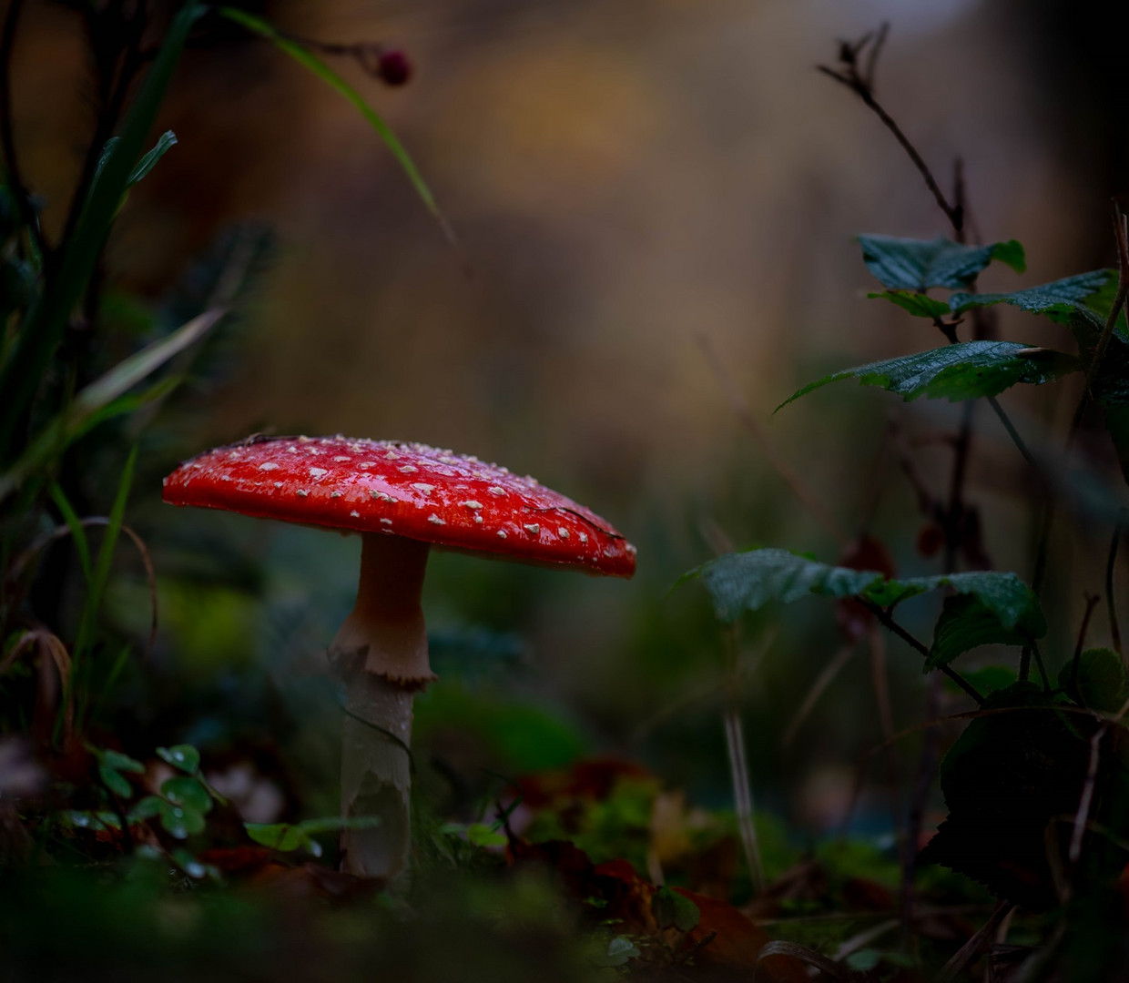 Im heimischen Regenwald