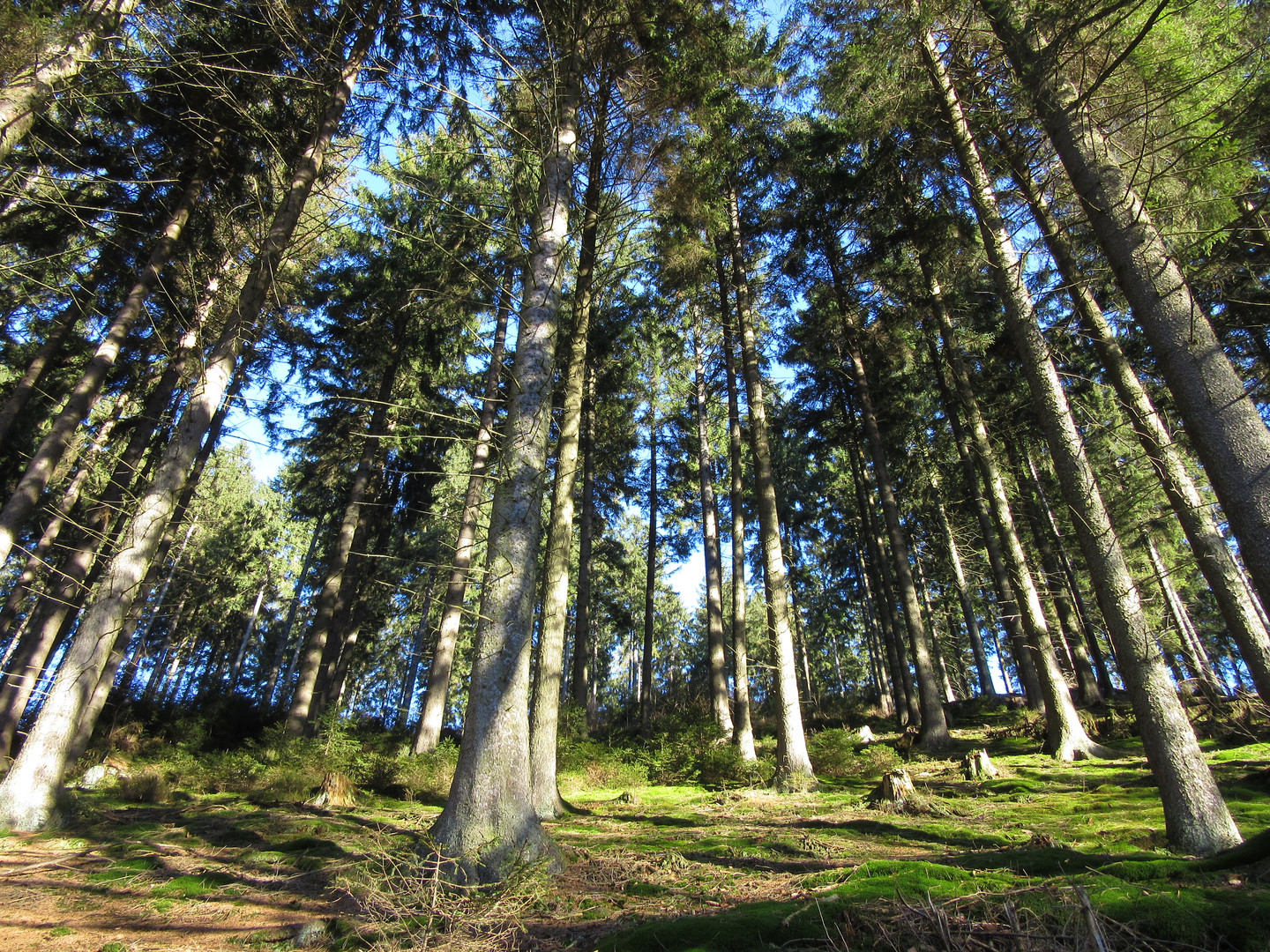 Im Herbringhauser Wald