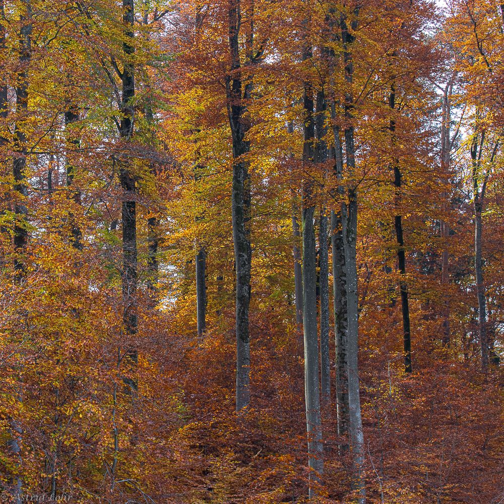 Im Herbst | 1