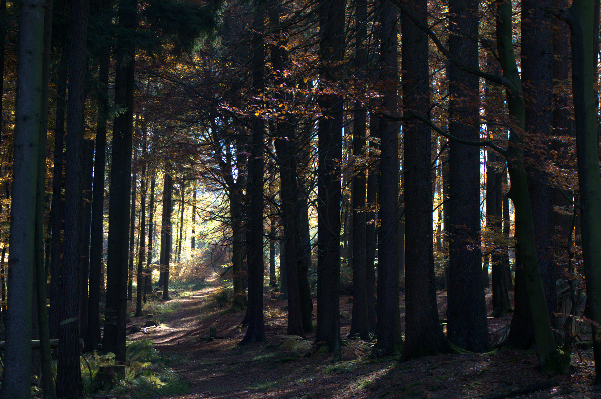 Im Herbst