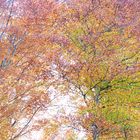 Im Herbst | 2