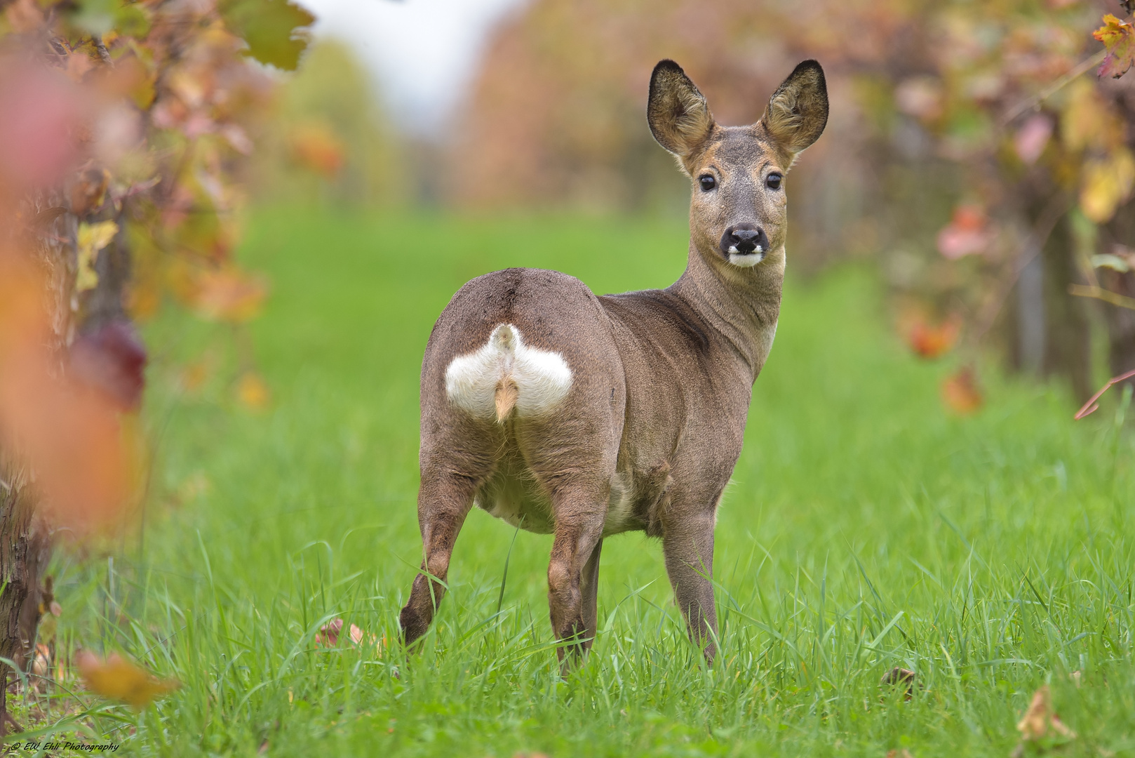 Im Herbst