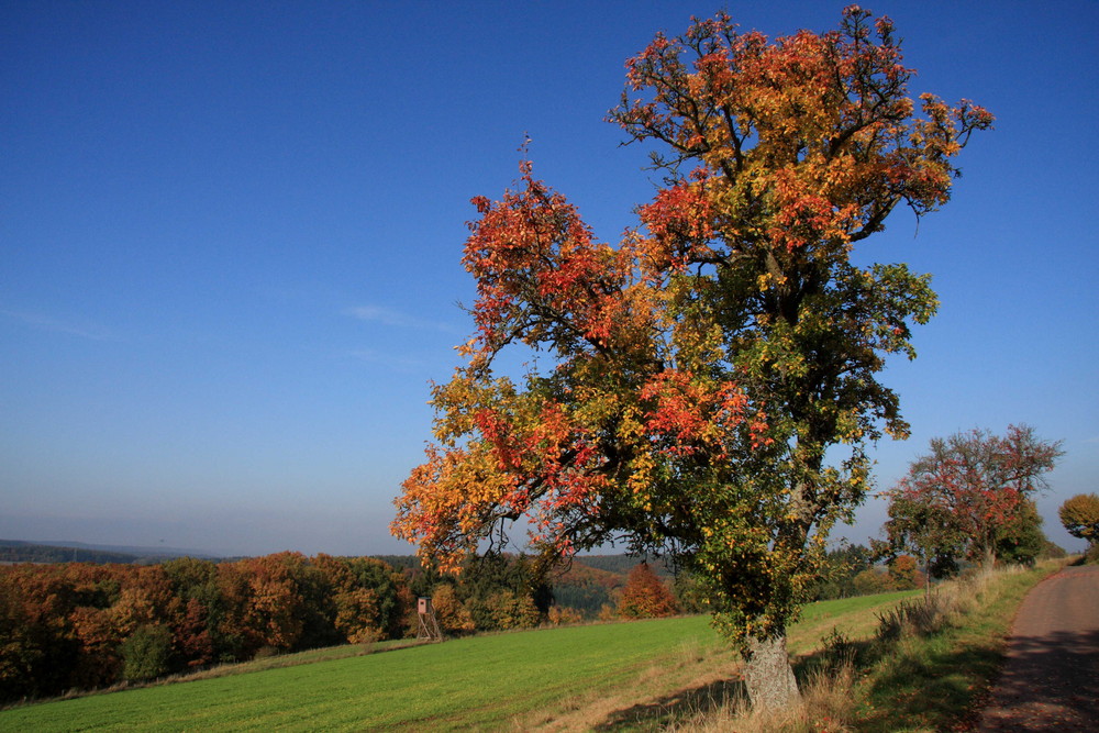 im herbst