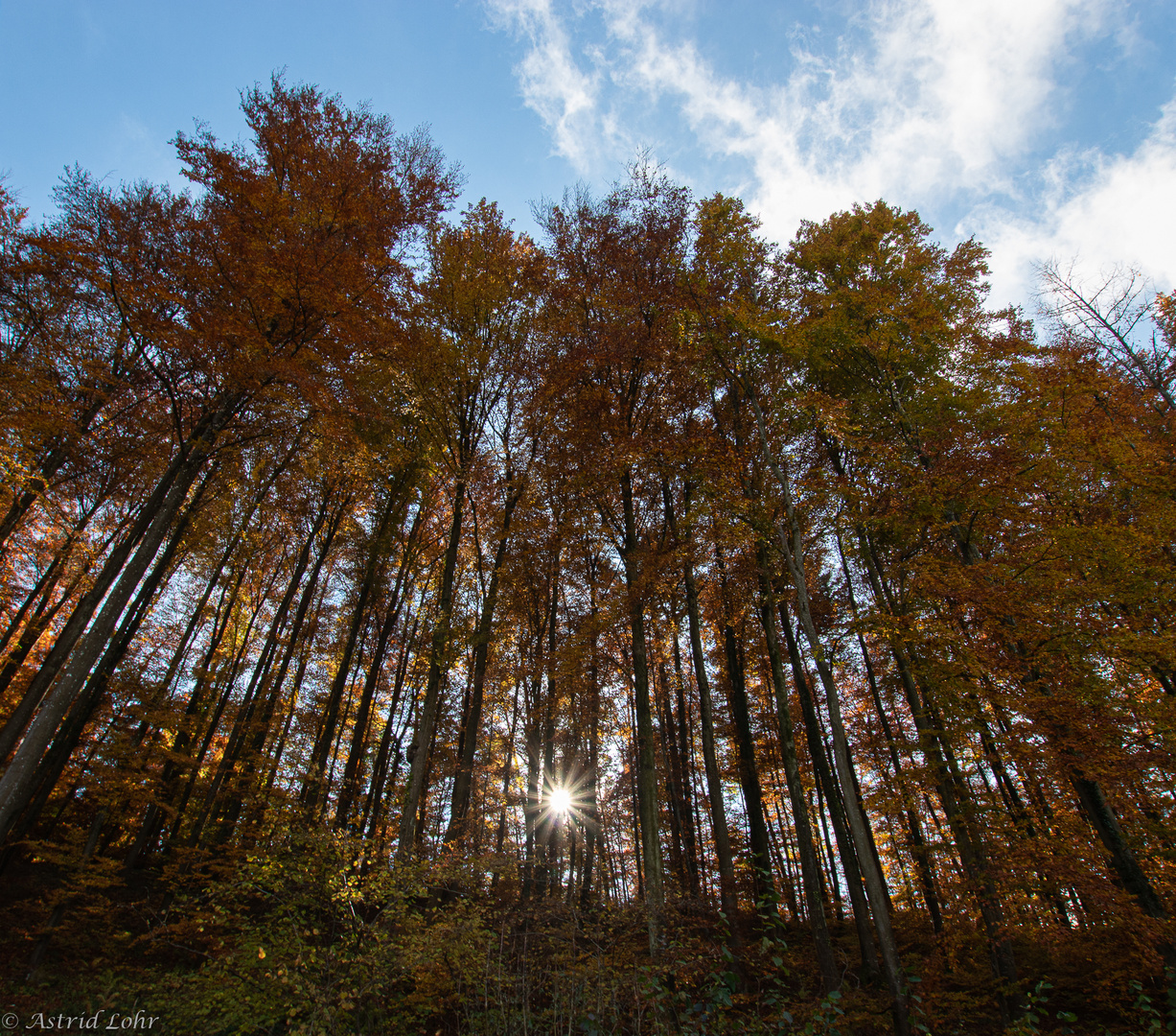 Im Herbst | 5