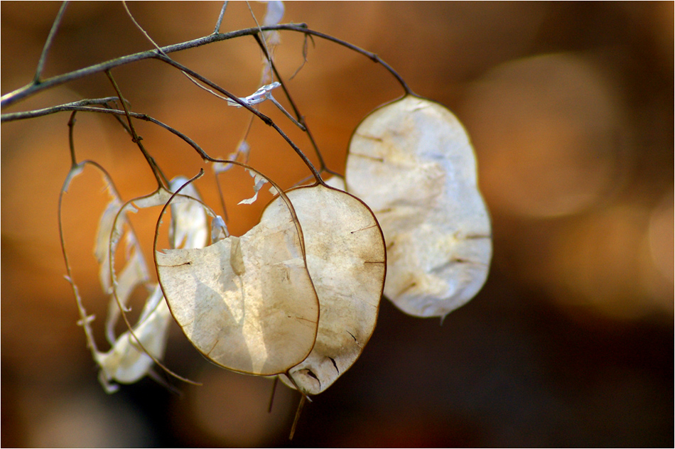 im Herbst