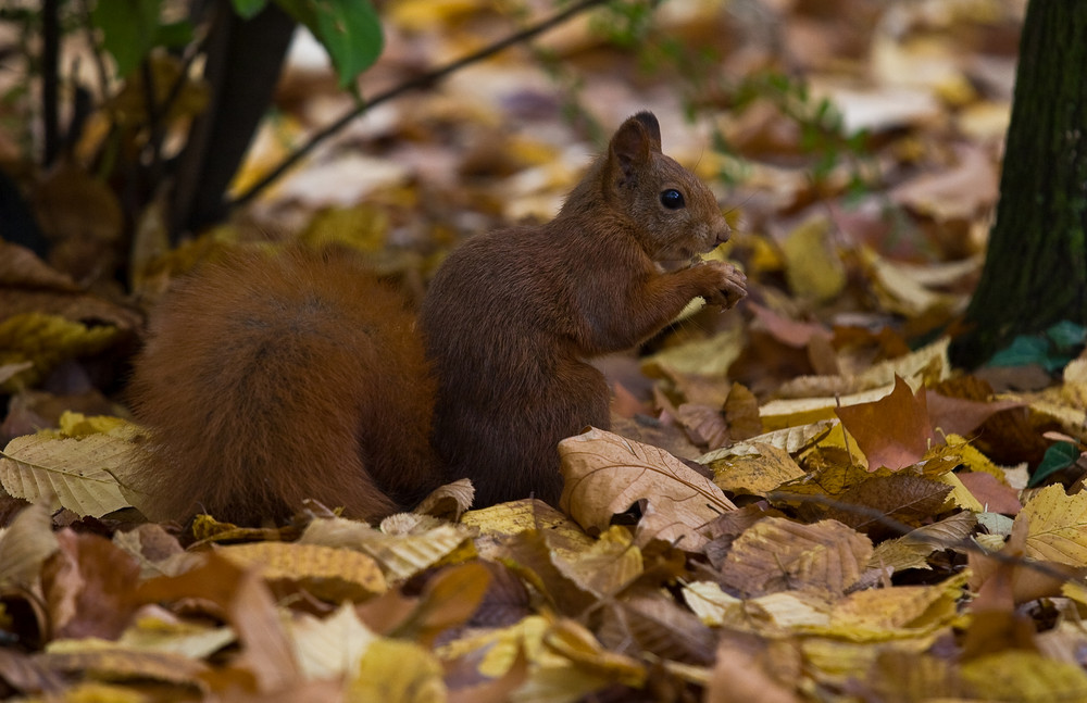 im Herbst