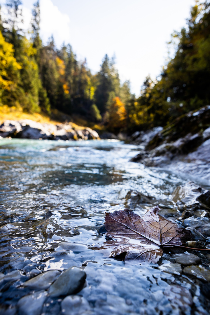 Im Herbst am Rißbach 2