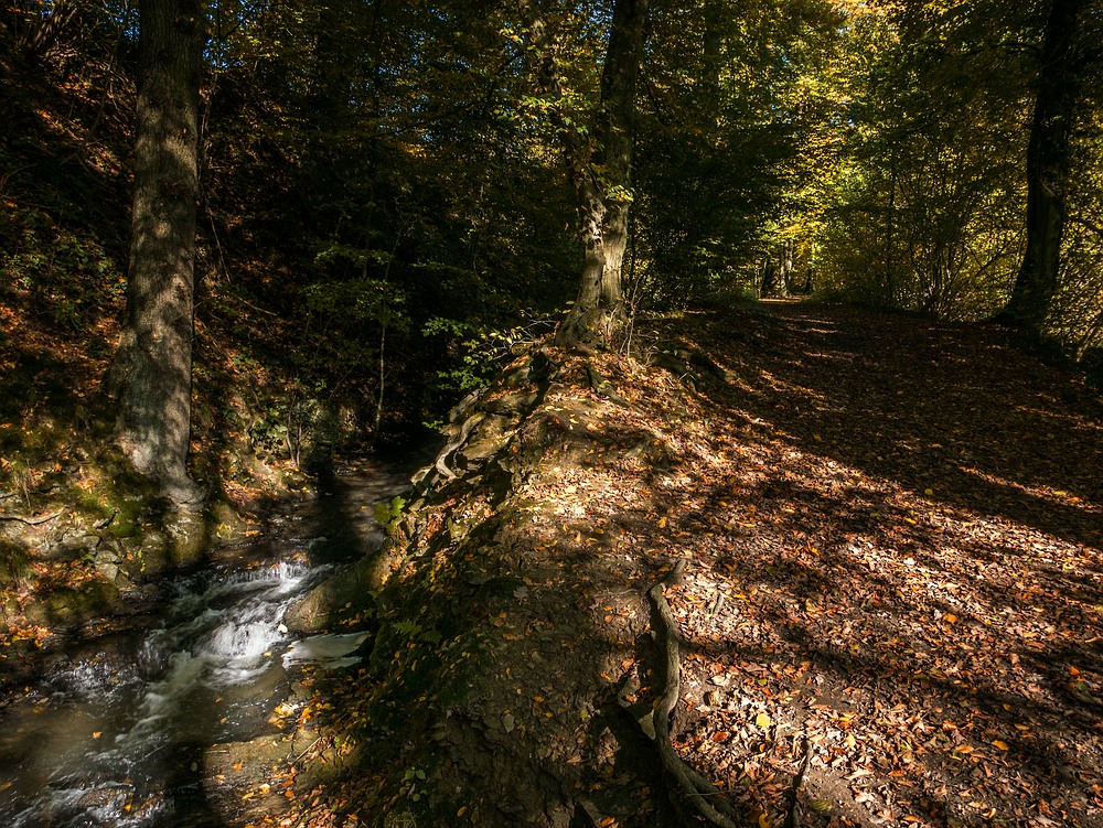 Im Herbst an der Düssel