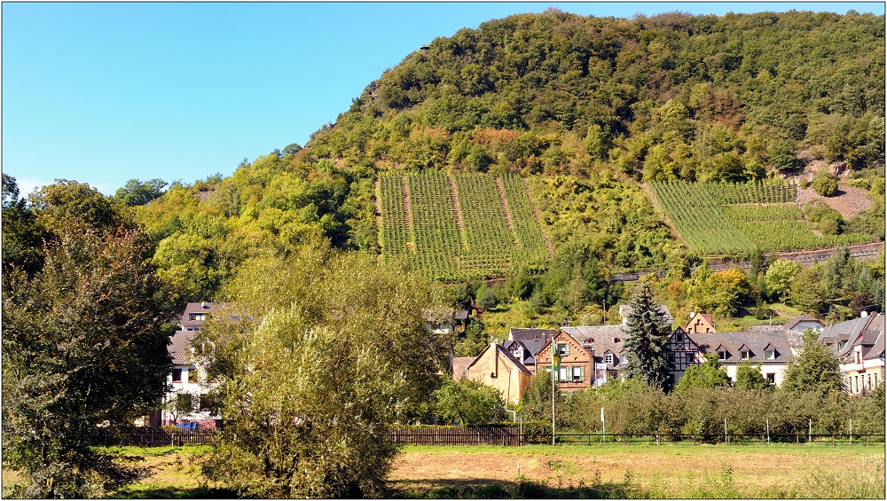 ... Im Herbst an der Mosel #12 ...