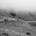 Im Herbst auf der Alp