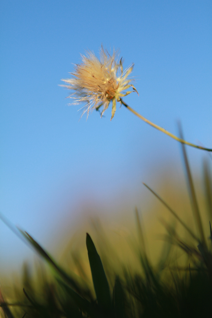 im Herbst auf der Bergwiese