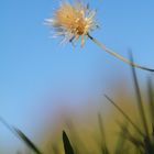 im Herbst auf der Bergwiese