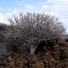 Im Herbst auf La Gomera