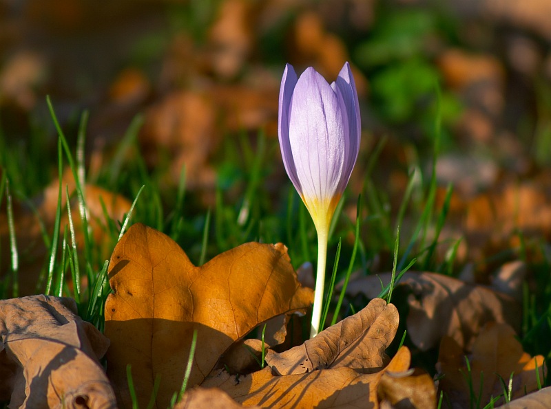 im Herbst aufgeblüht...