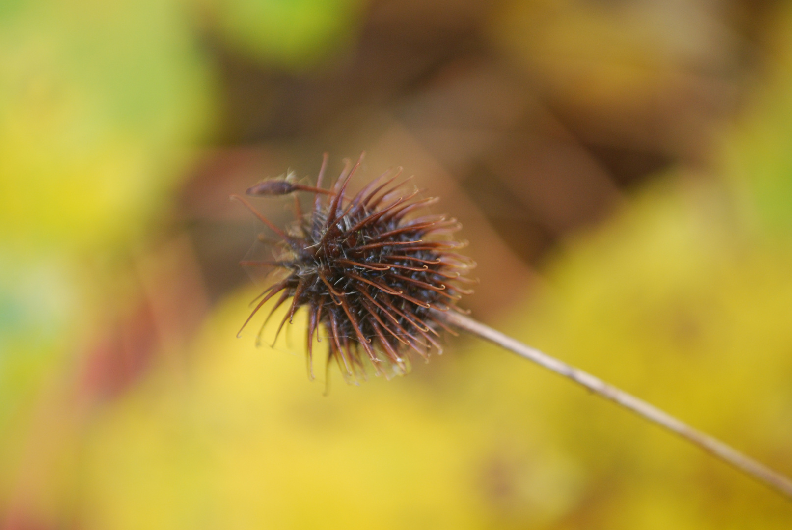 im Herbst