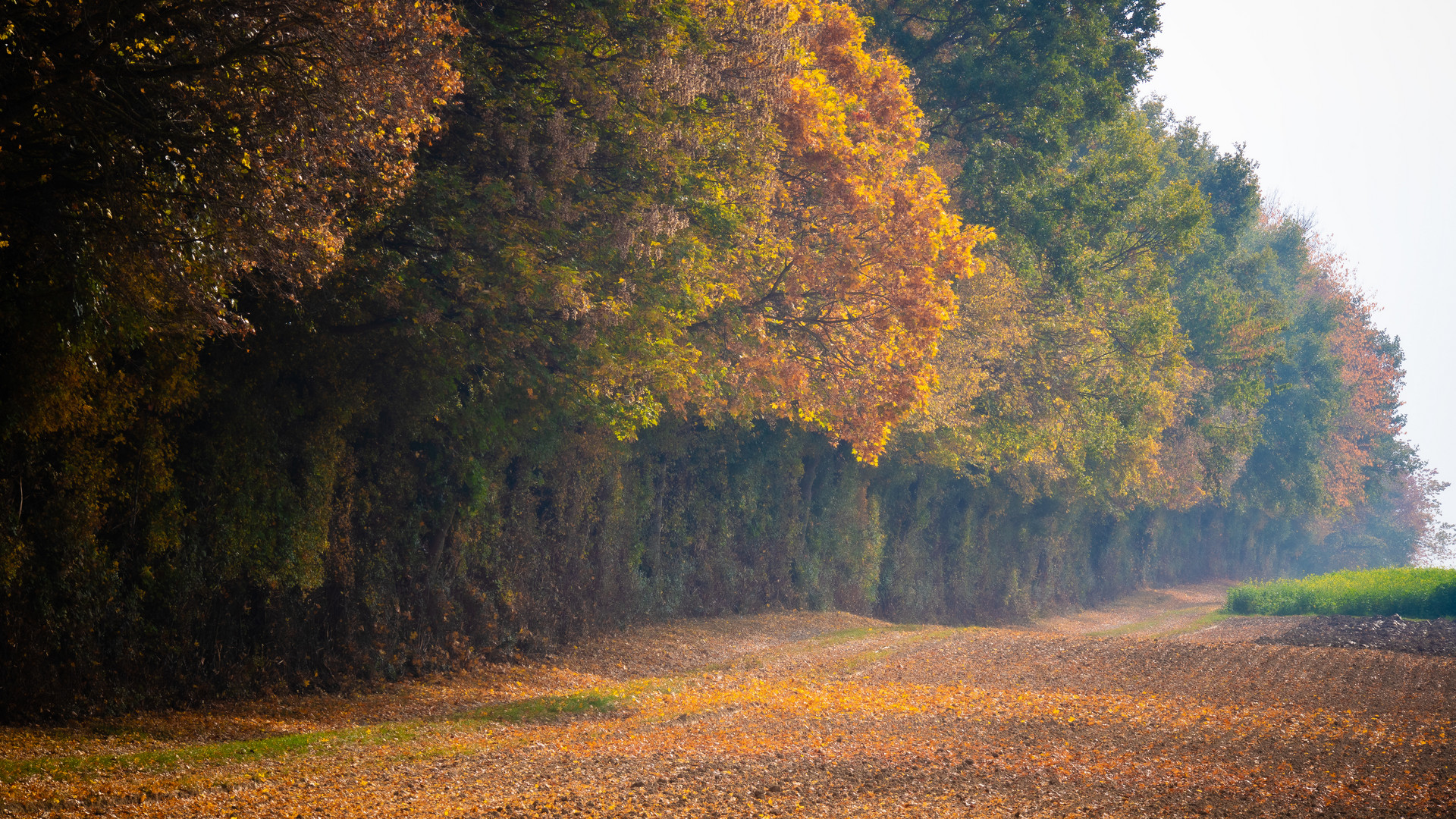 Im Herbst bedeckt