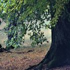  im Herbst  bewegt der   Wind, die Zweige und Blätter des Baumes