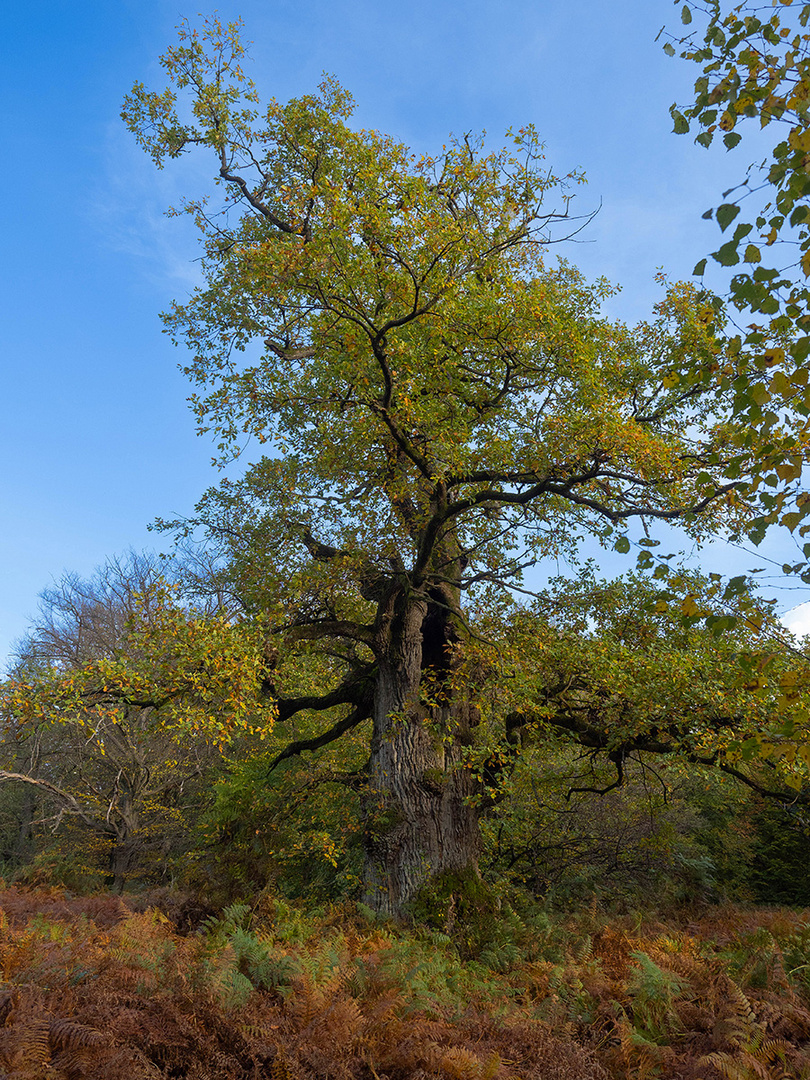 Im Herbst