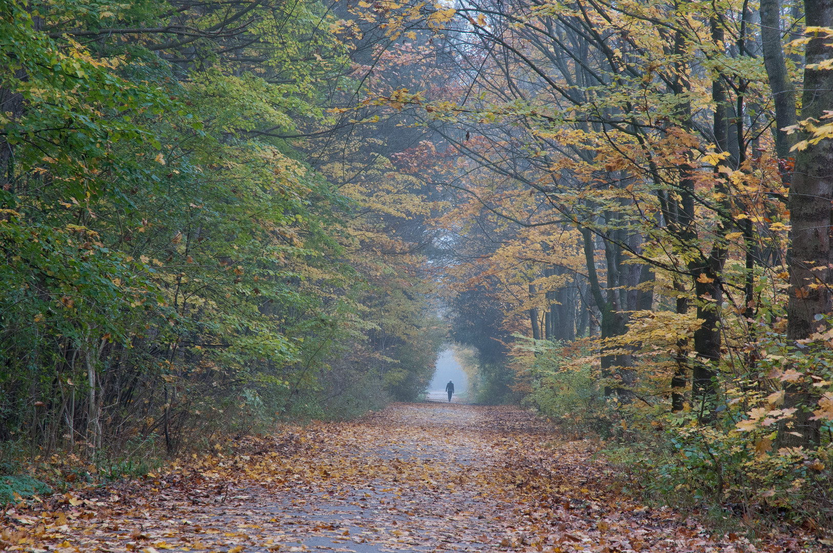 Im Herbst da fallen die Blätter