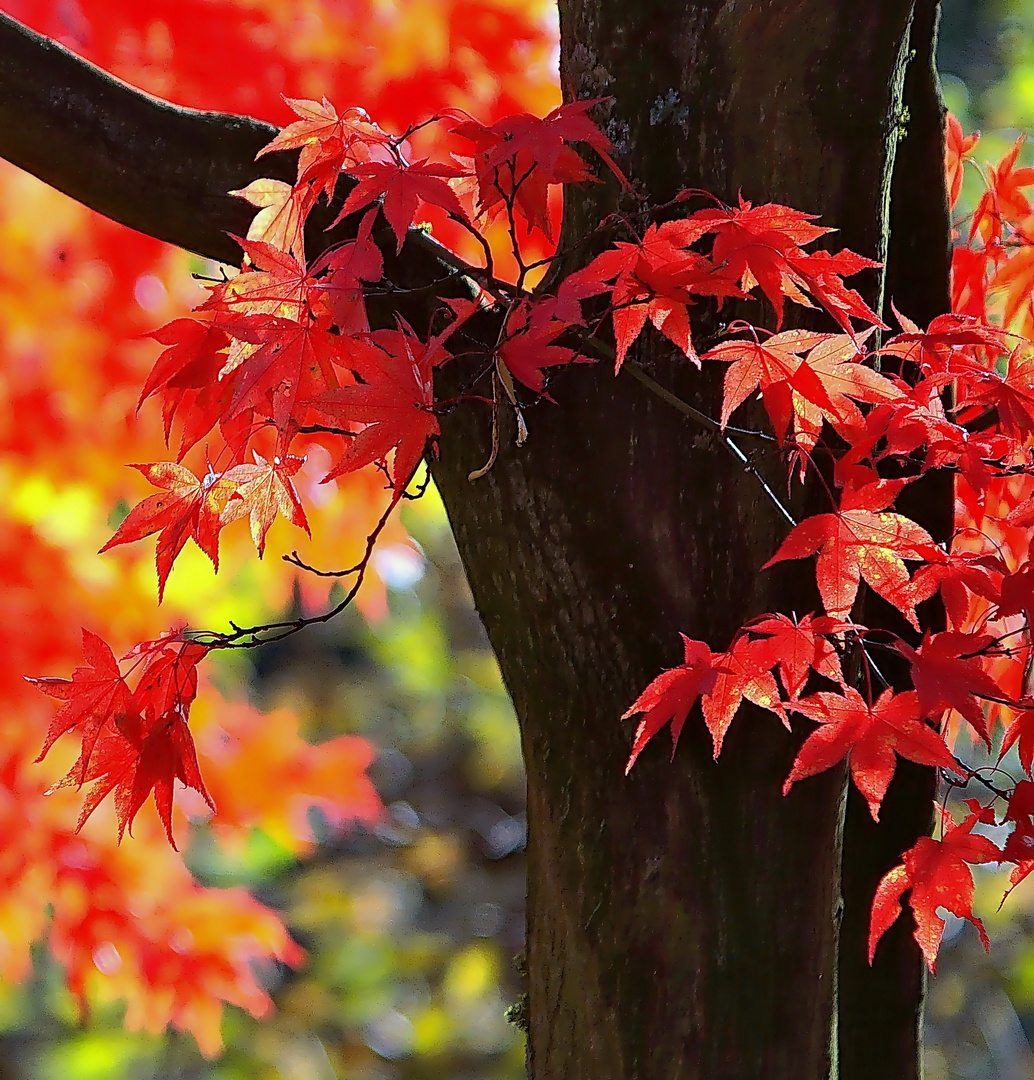 Im Herbst