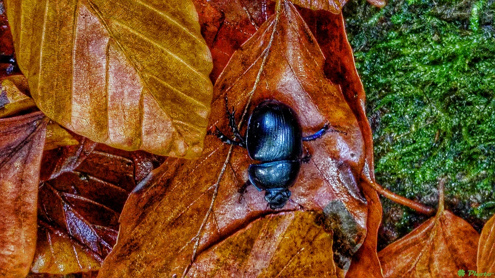 Im Herbst