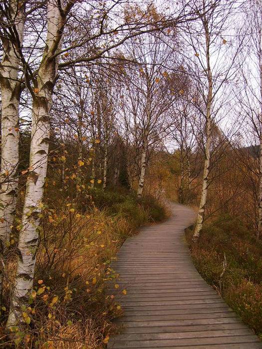 im Herbst durchs Hohe Venn