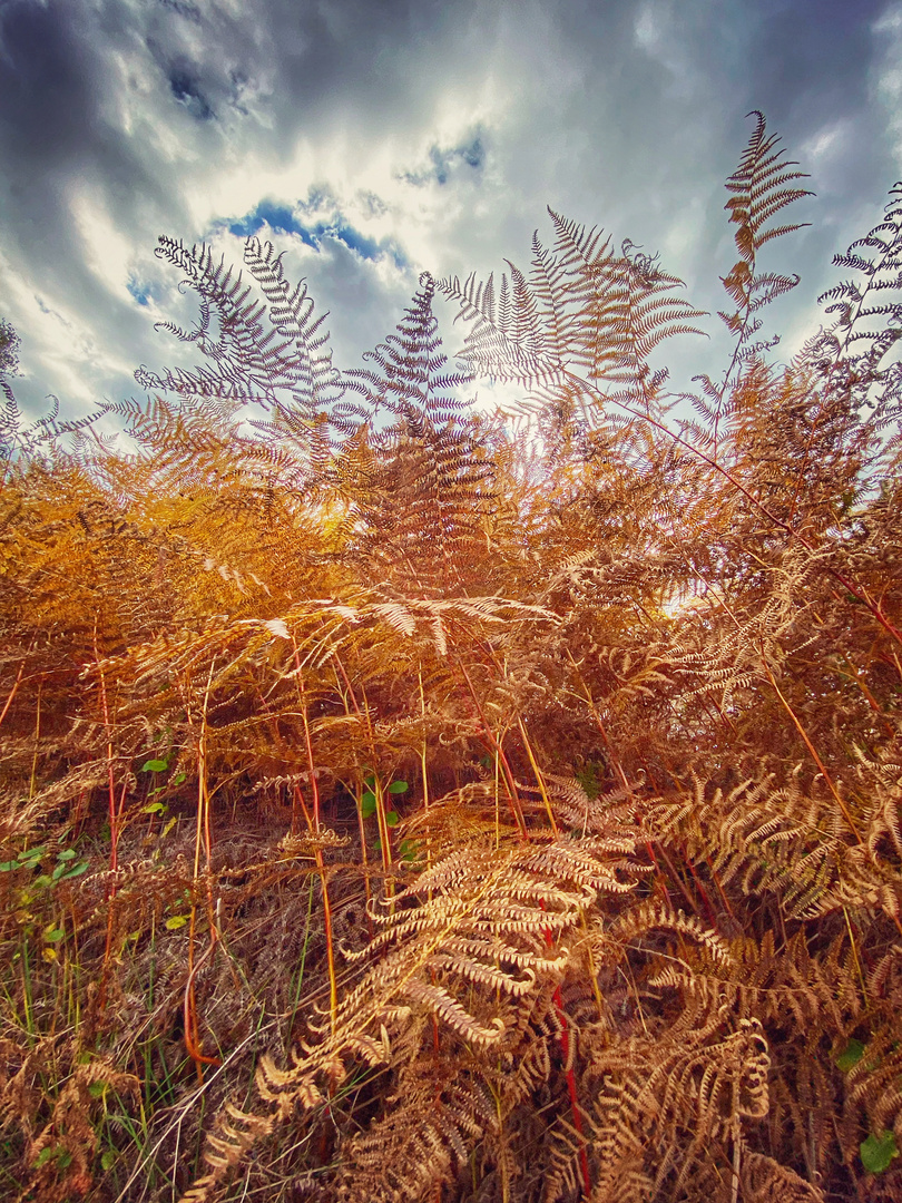 Im Herbst durchs Venn 