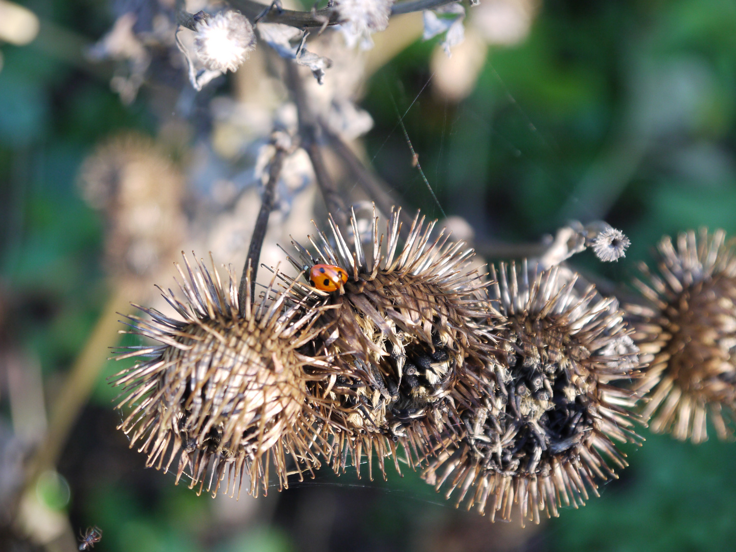 Im Herbst ein roter Tupfer