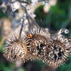 Im Herbst ein roter Tupfer