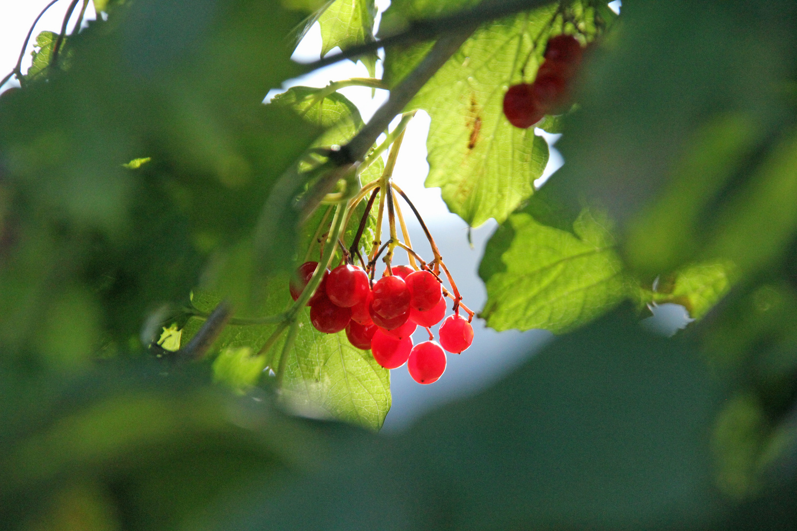 ... im Herbst entdeckt ...