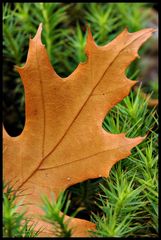 Im Herbst fallen die Blätter ...